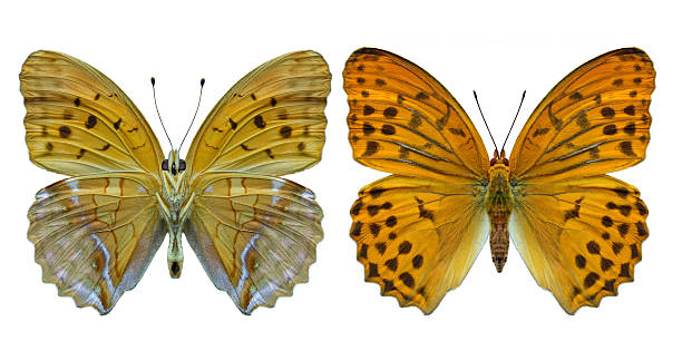 istock orange with spots butterfly both hind and forewing view, domora sagana isolated on white background 2239748963