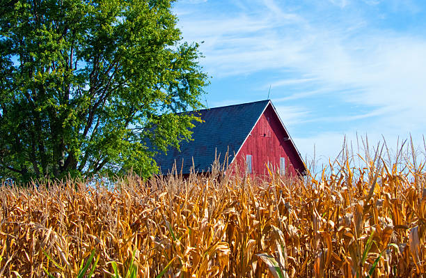 Red Barn with Corn Field- Howard County, Indiana