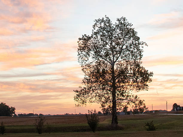 istock Single Elm Tree at sunrise- Howard County, Indiana 2239750035