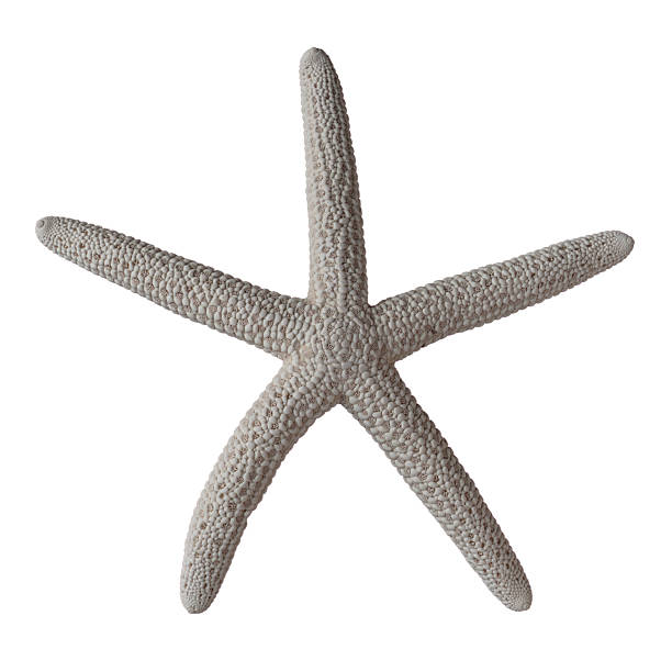 istock The starfish on white, isolated 2239753653