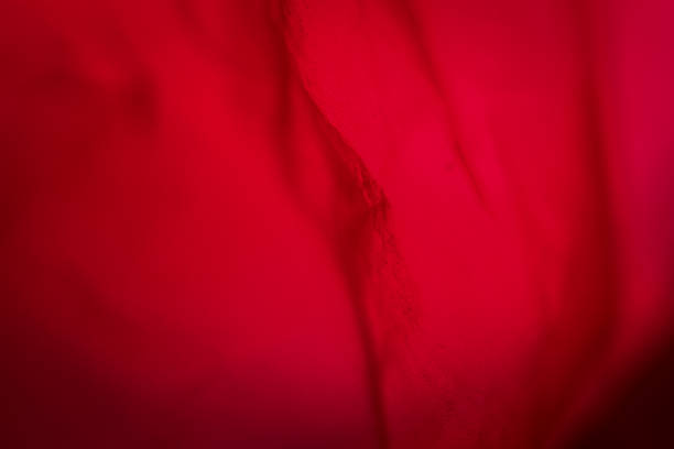 Red garden rose in extrem close up