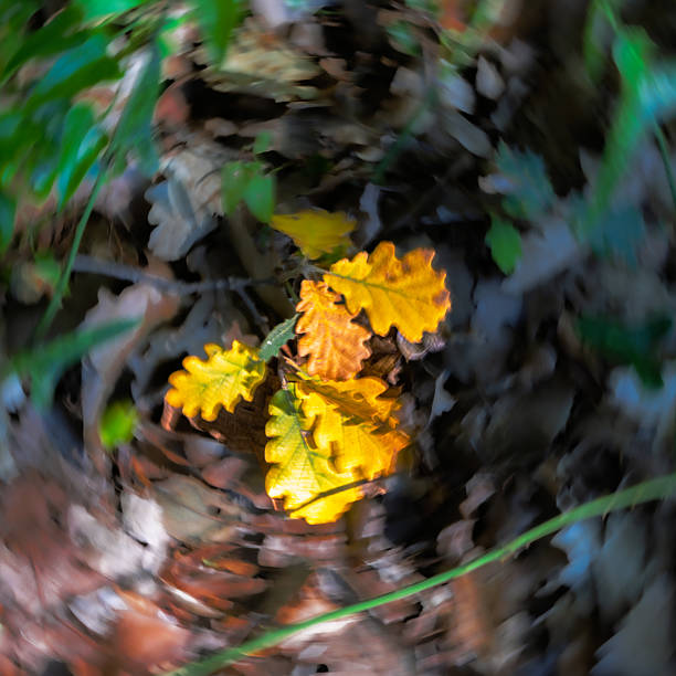 istock dead leaves in a swirling effect 2239758902