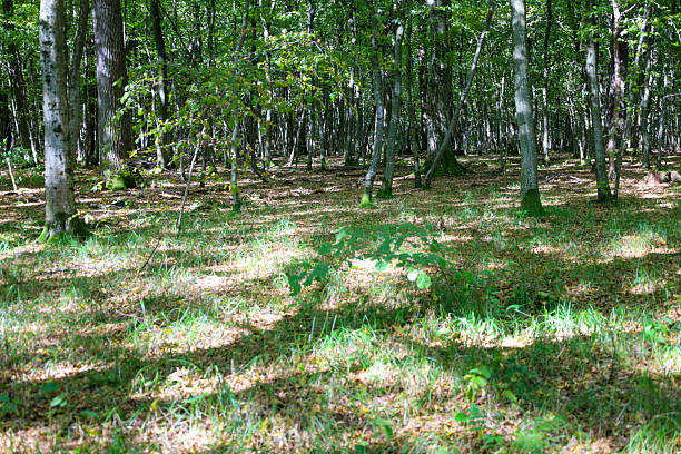 Sunlight filters through a dense forest canopy, creating dappled patches of light and shadow on the ground, which is covered with green grass and fallen leaves.