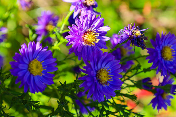 A vibrant close-up showcases deep purple asters with yellow centers blooming profusely in sunlight, surrounded by a blurred green background.