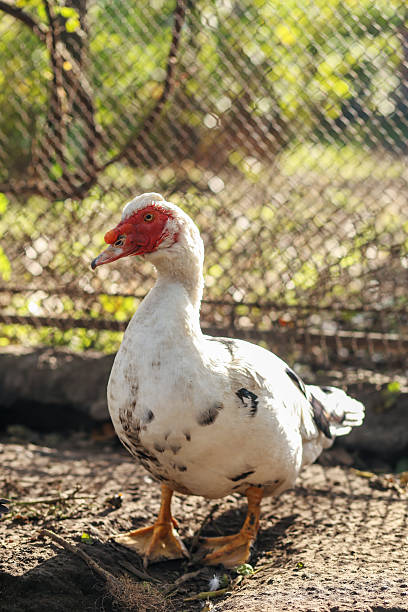 istock White Muscovy Duck in Sunlight at Rural Farm 2239763340