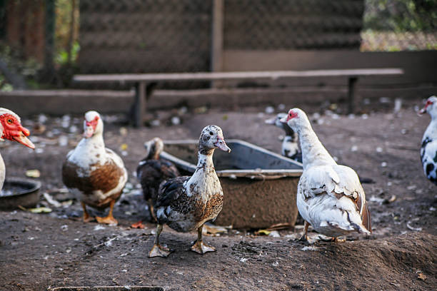Several muscovy ducks of different colors stand around a feeding trough in a rustic farmyard, representing agriculture and rural lifestyle.