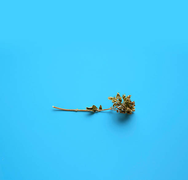An elegant stick of oregano placed on a blue surface-background