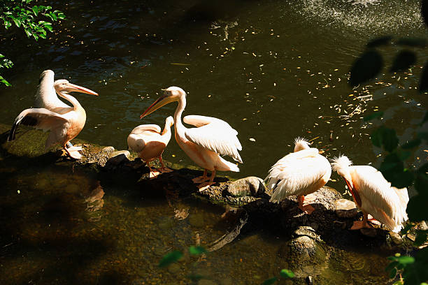 White Pelican swim on lake.