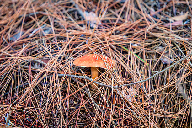 natural mushrooms growing in forests