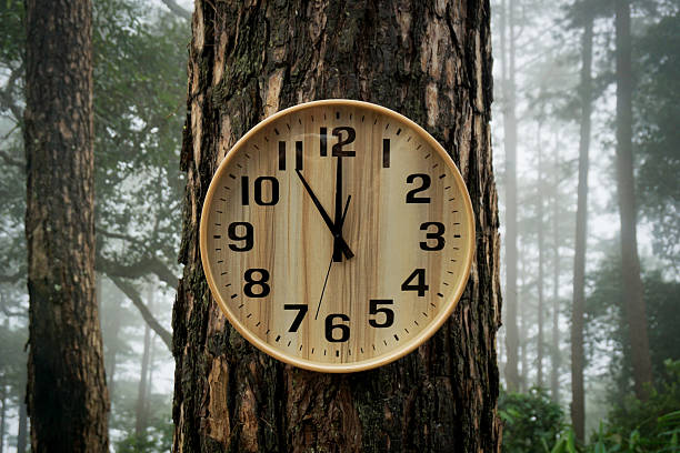 istock An evocative photograph capturing a wooden analog wall clock mounted directly on the rough bark of a tree in a dense, misty, and moody forest. 2239767889