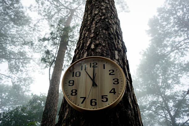 The dark, atmospheric setting, filled with fog and tall trees, emphasizes the concept of time existing outside of conventional spaces, intertwining with nature and the wilderness. The clock's hands indicate a time near midnight, adding a sense of mystery and urgency to themes like climate change, sustainability, and the relentless march of time in the natural world. This image is perfect for concepts related to ecology, environmental awareness, and the timelessness of nature.