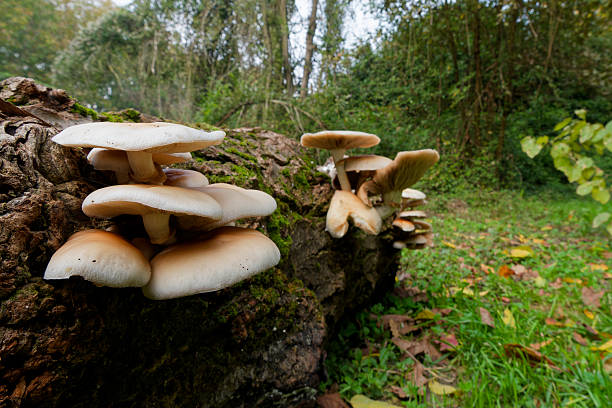 istock cyclocybe aegerita in the woods 2239767997