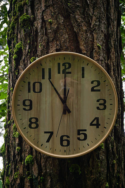 istock An evocative photograph capturing a wooden analog wall clock mounted directly on the rough bark of a tree in a dense, misty, and moody forest 2239768030