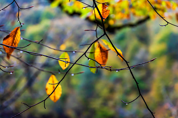 colorful and wet tree leaves in autumn