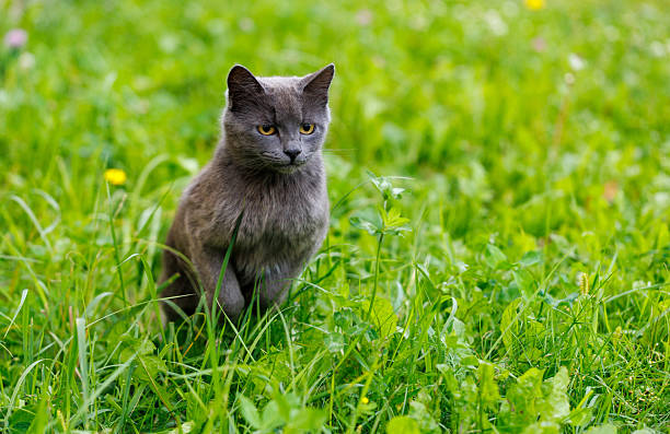 A grey cat is running through a field of grass. The cat is looking at the camera. The grass is green and tall