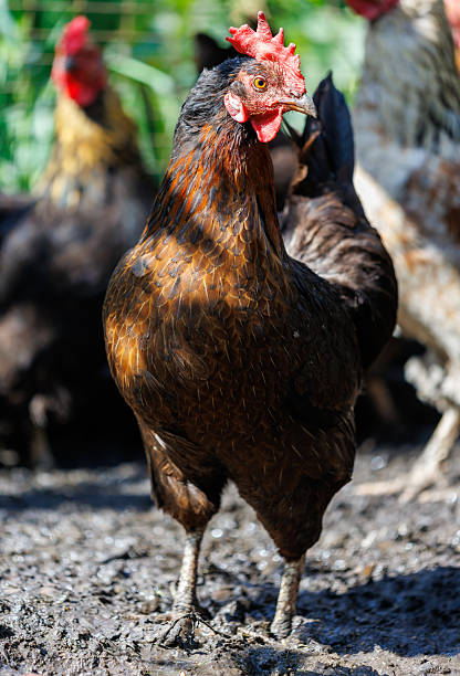istock A chicken is standing in a muddy field 2239768398