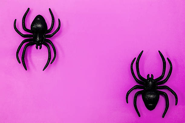 istock Spooky black spiders on vibrant pink background for Halloween decoration ideas 2239769255