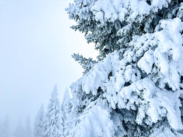 snow covered spruce tree branches close up. winter wallpaper with snowy pine forest and empty space. artistic white snowy winter background with pine trees