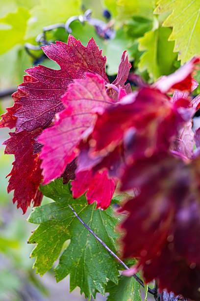 Close up of red leaf with few green leaves in background. Leaf is in focus and background is blurred.