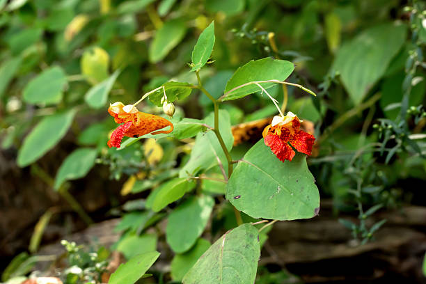 Red jewelweed flowers blooming in the forest on a summer day in Iowa.