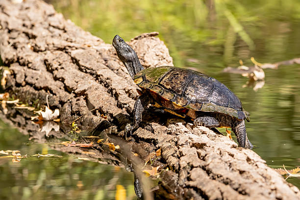 istock Painted turtle sunning on a log, closeup 2239774391
