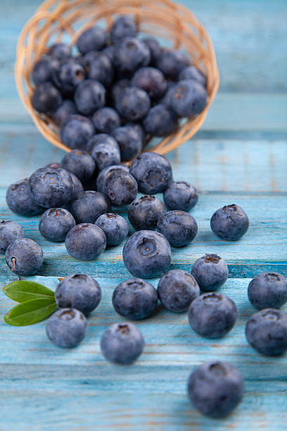 Freshly picked blueberries are scattered around tilting a small wicker bowl. Juicy and fresh blueberries with green leaves on a rustic blue table.