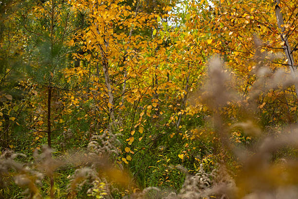 istock Whispers Of Forest Autumn Dreams 2239780203