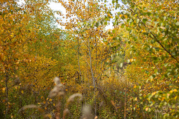 istock Whispers Of Forest Autumn Dreams 2239780219