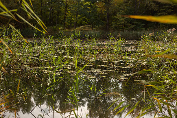 Beauty of Autumn Nature Forest Pond and Yellow Leaves