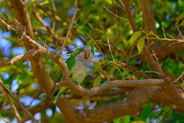 Rose Ringed Parakeet (subspecies of Psittacula krameri manillensis) at Hyde Park in City of Westminster, London