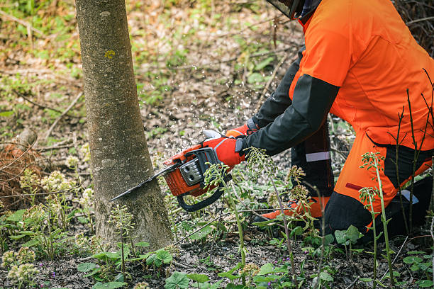 istock Man holding a chainsaw and cut trees. Lumberjack at work wears orange personal protective equipment. Gardener working outdoor in the forest. Security professionalism occupation forestry worker concept 2239781792