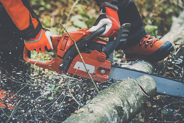 istock Man holding a chainsaw and cut trees. Lumberjack at work wears orange personal protective equipment. Gardener working outdoor in the forest. Security professionalism occupation forestry worker concept 2239781800