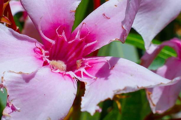 Close-up of a vibrant pink flower with detailed petals and a blurred green background.