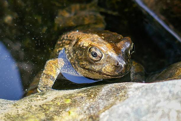 istock Close-up of a frog in water. 2239782974