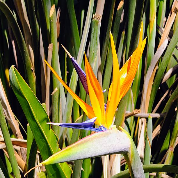 Strelitzia reginae
