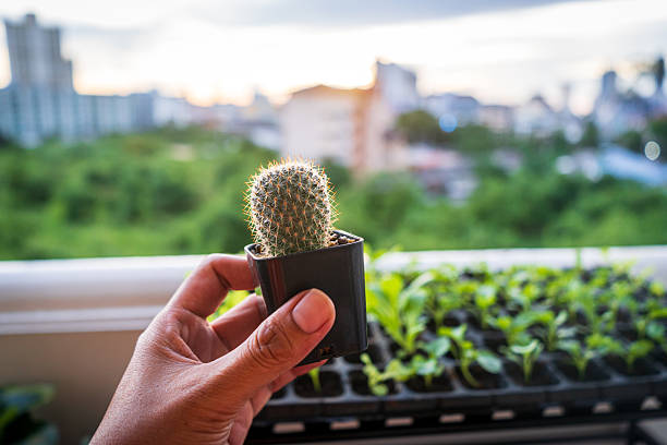 Cactus with city view at sunset