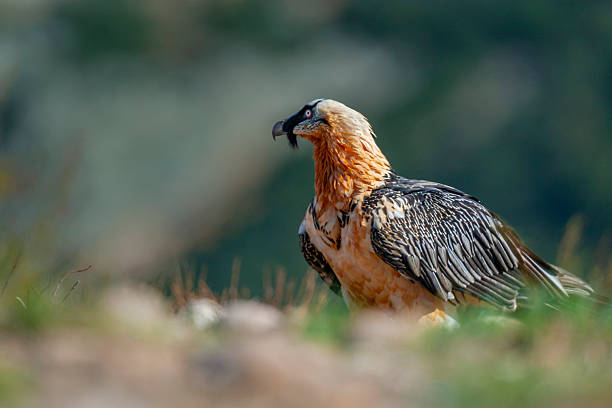 Bearded Vulture (Gypaetus barbatus), also known as the lammergeier and ossifrage, in the Pyrenees Mountains, Spain. The bearded vulture is listed as Near Threatened by the IUCN.
