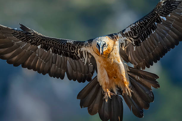 Bearded Vulture (Gypaetus barbatus), also known as the lammergeier and ossifrage, coming in to land with wings outstretched in the Pyrenees Mountains, Spain. The bearded vulture is listed as Near Threatened by the IUCN.