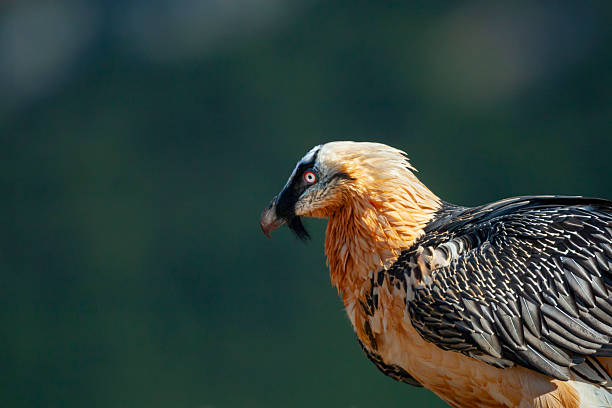 Portrait of a bearded vulture (Gypaetus barbatus), also known as the lammergeier and ossifrage, in the Pyrenees Mountains, Spain. The bearded vulture is listed as Near Threatened by the IUCN.