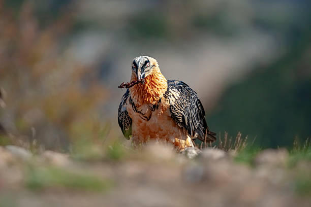 Bearded Vulture (Gypaetus barbatus), also known as the lammergeier and ossifrage, scavenging on the bones of a rabbit carcass in the Pyrenees Mountains, Spain. The bearded vulture is listed as Near Threatened by the IUCN.