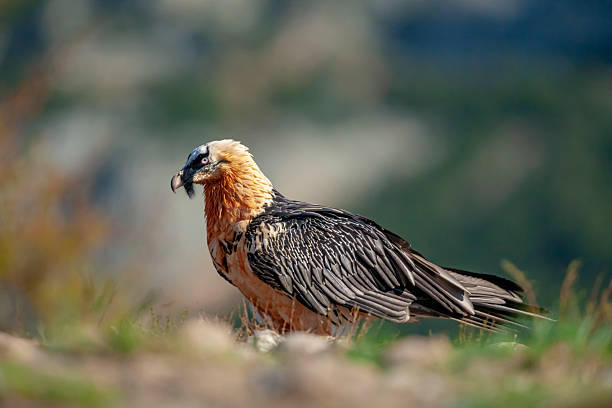 Portrait of a bearded vulture (Gypaetus barbatus), also known as the lammergeier and ossifrage, in the Pyrenees Mountains, Spain. The bearded vulture is listed as Near Threatened by the IUCN.