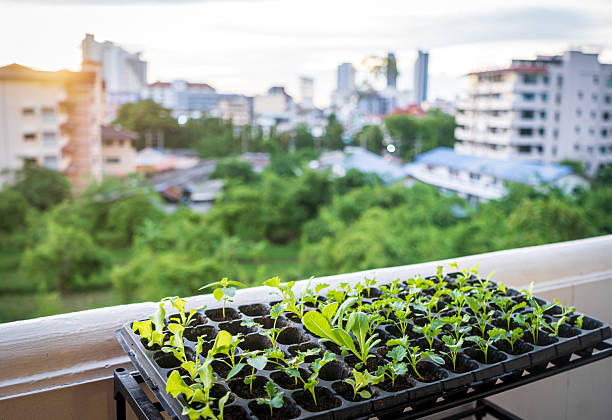 Vegetables seedlings  on the apartment balcony