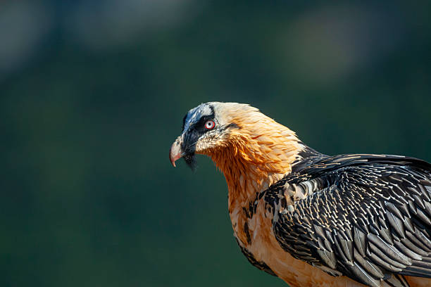 Portrait of a bearded vulture (Gypaetus barbatus), also known as the lammergeier and ossifrage, in the Pyrenees Mountains, Spain. The bearded vulture is listed as Near Threatened by the IUCN.