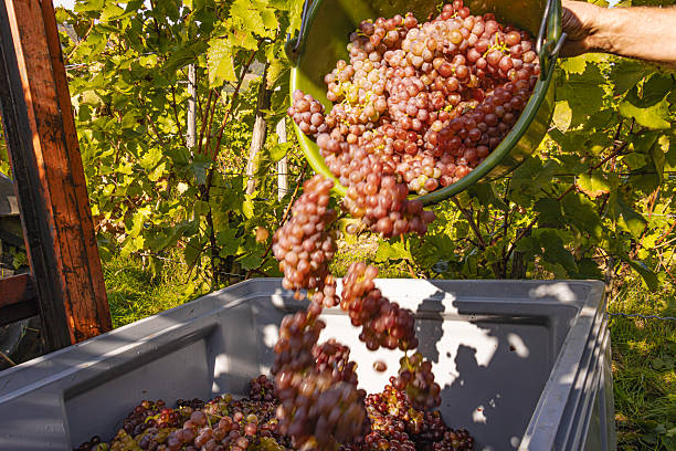 Hardworking hands harvest red and white grapes in a Mosel vineyard. The image shows tradition, teamwork, and craftsmanship in winemaking amid scenic nature and autumn sunlight in Germany.