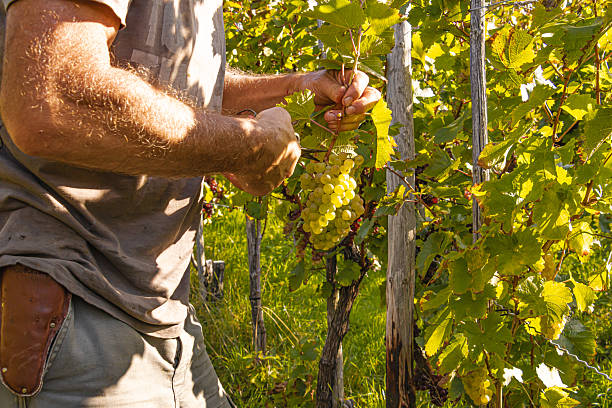 istock Hands harvesting red and white grapes in Mosel vineyard showing tradition and teamwork. 2239788220