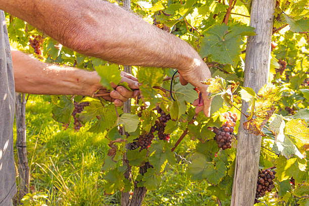 Hardworking hands harvest red and white grapes in a Mosel vineyard. The image shows tradition, teamwork, and craftsmanship in winemaking amid scenic nature and autumn sunlight in Germany.