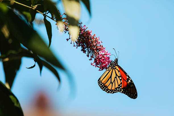A beautiful monarch butterfly feeding on the blossom of a buddleia bush. Shot with a Canon 5D Mark IV.