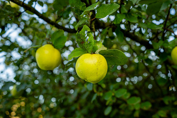 Pair of quinces hanging from a branch in a lush orchard. The composition and soft sunlight highlight their golden-yellow color and natural imperfections, emphasizing authenticity and nature’s beauty.