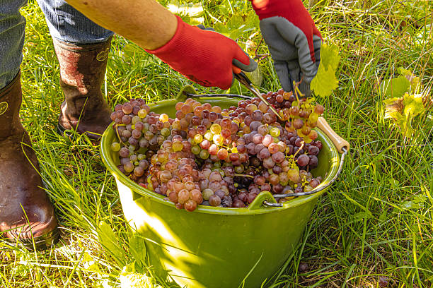 istock Hands harvesting red and white grapes in Mosel vineyard showing tradition and teamwork. 2239789234