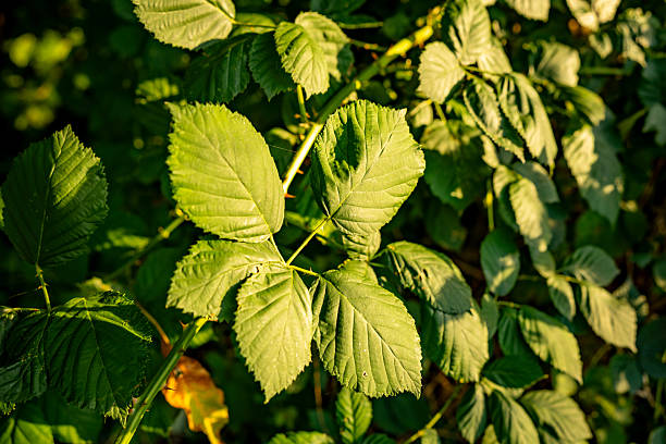Close-up of wild blackberry leaves glowing in golden sunlight. The rich textures and warm colors capture the essence of late summer nature and organic plant life.